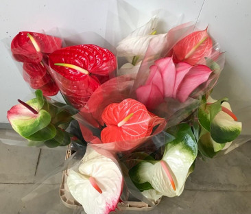 ANTHURIUM VARIADO X5 TLLS. (PAQUETE)
