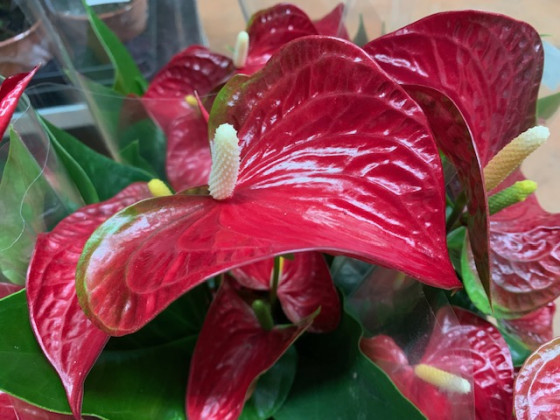 ANTHURIUM ARISTO Ø:14