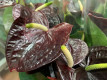 ANTHURIUM CHOCO Ø:17.