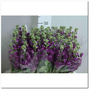 ALHELI MORADO X5 TLLS.