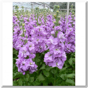 ALHELI LAVANDA X5 TLLS.