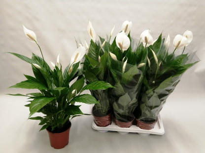 SPATHIPHYLLUM VERDI Ø:17