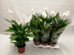 SPATHIPHYLLUM VERDI Ø:17