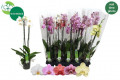 PHALAENOPSIS MIX Ø12-60CM 3T.