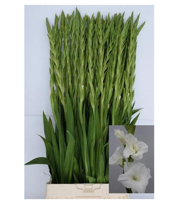 GLADIOLO EXTRA X10 TLLS BLANCO