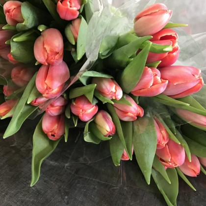 TULIPAN ROSA POMO X10 TLLS.