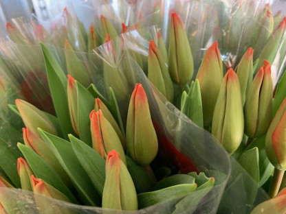 TULIPAN NARANJA POMO X10 TLLS.