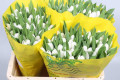 TULIPAN X10 TLLS. BLANCO