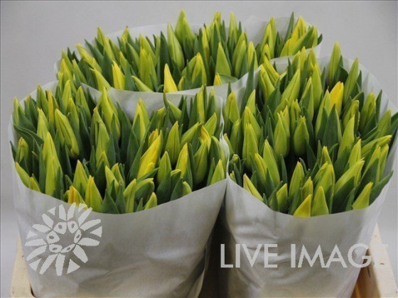 TULIPAN X10 TLLS.AMARILLO