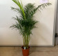 ARECA Ø23 -153CM