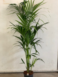 KENTIA Ø:23-190CM