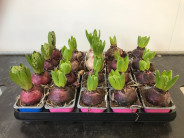 BULBOS JACINTHUS MIX Ø:7-13CM