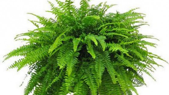 HELECHO BOSTON Ø:22