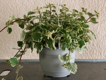 PLECTRANTUS COLOIDES Ø22