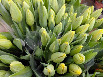 TULIPAN AMARILLO POMO X10 TLLS.