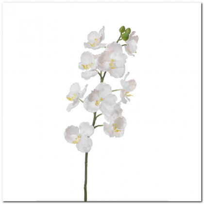 VANDA-ORCHIDEETAK X11 85CM