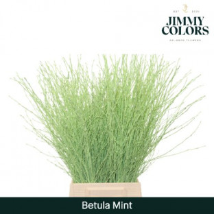 BETULA VRF 60CM X10T VERDE MENTA.