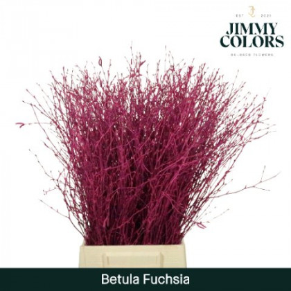 BETULA VRF 60CM X10T FUCSIA.