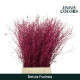 BETULA VRF 60CM X10T FUCSIA.