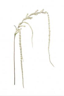 AMARANTHUS 160CM