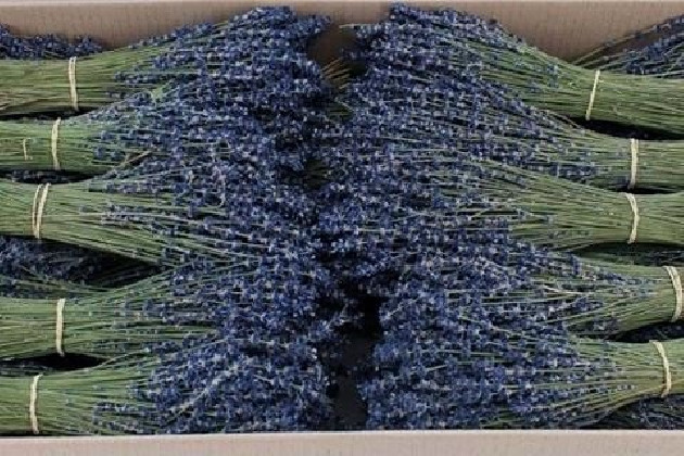 LAVANDA PRES 150 G.