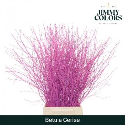 BETULA VRF 60CM X10T ROSA.