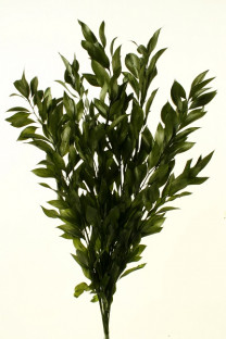 RUSCUS PRES VERDE