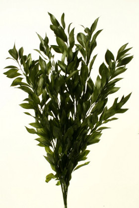 RUSCUS PRES VERDE
