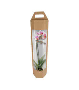 BOX ORQUIDEA HEXAGONAL CARTON D:19,5 X 75CM UNI