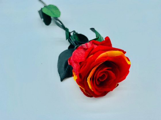 ROSA PRESERVADA CATALANA SUP.