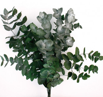 EUCALIPTUS CINEREA PRES VERDE