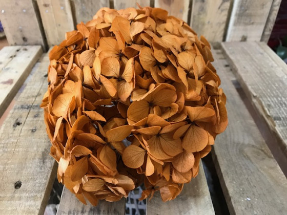 HORTENSIA PRESERVADA TANGARINE.