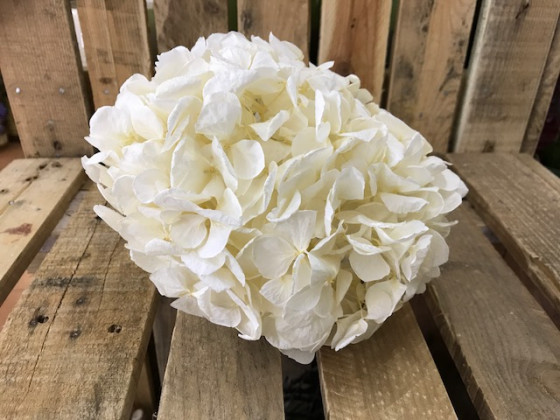 HORTENSIA PRESERVADA CREMA.