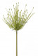 ALLIUM 115 CM WIT