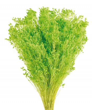 BROOMS VERDE PISTACHO