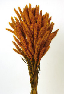 SETARIA 75CM NARANJA TOSTADO
