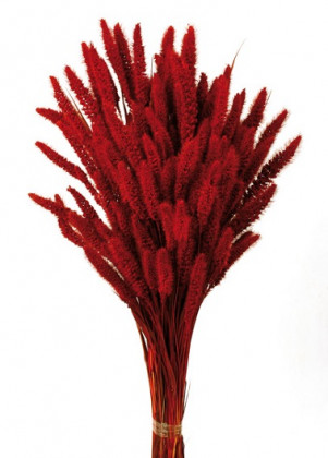 SETARIA 75CM GRANATE