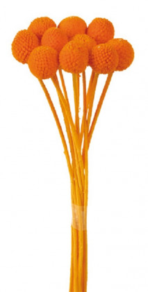 CRASPEDIA PRES. NARANJA