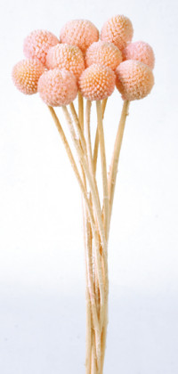 CRASPEDIA PRES. ROSA