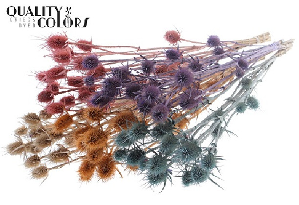 ERYNGIUM PRESERVADO MIX