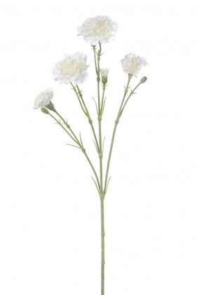 DIANTHUS 60 CM CREME