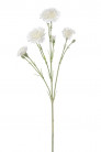 DIANTHUS 60 CM CREME