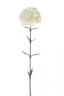 OEUILLET CLAVEL 67 CM CREME