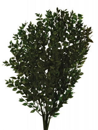 RUSCUS PRES. VERDE