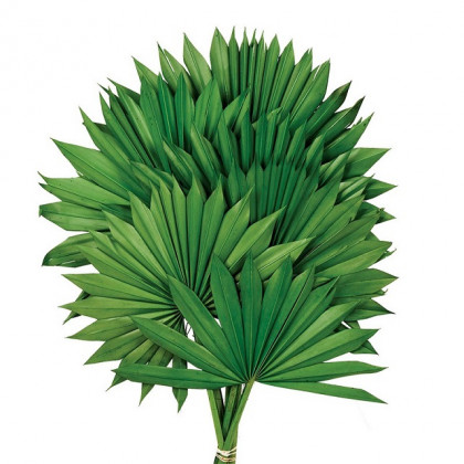 PALM SUN VERDE