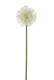 ALLIUM 50CM CREME
