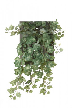 LIERRE CHUTE 38CM BICOLOR HEADER