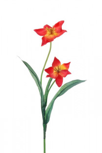 TULIPE ROJO
