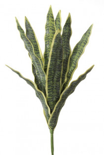 SANSEVERIA 50CM VERT/JAUNE