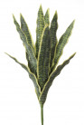 SANSEVERIA 50CM VERT/JAUNE